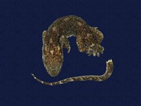 藏品(鉛山壁虎)的圖片